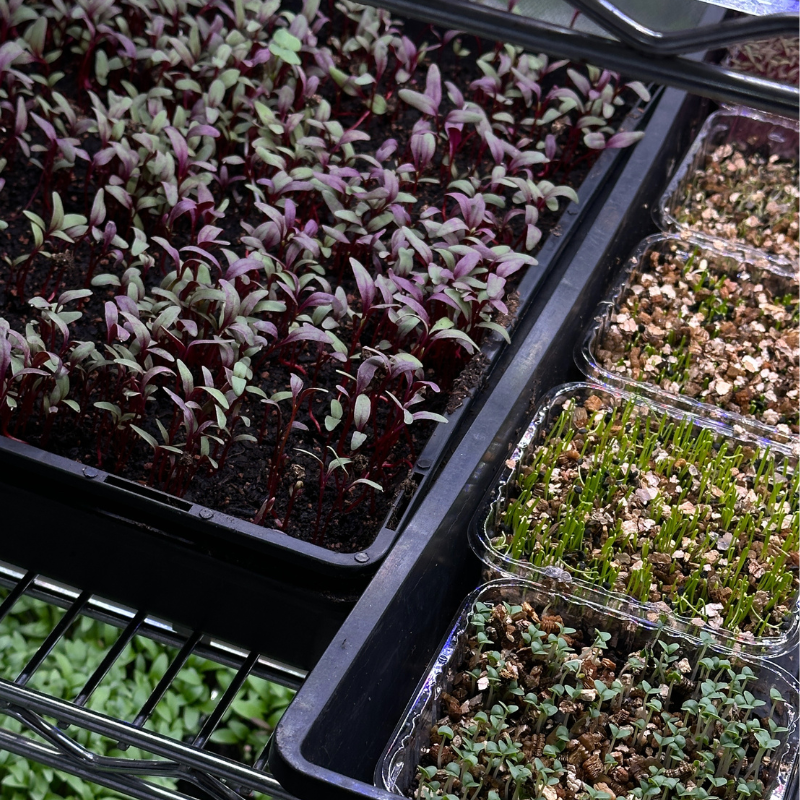 Fresh Microgreens Ingredients Arranged on Their Respective Growing Trays