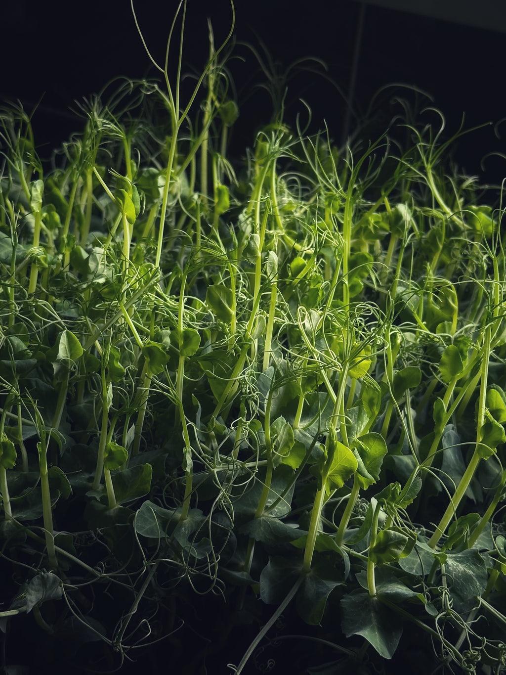 Micro-Garden: Pea Shoots