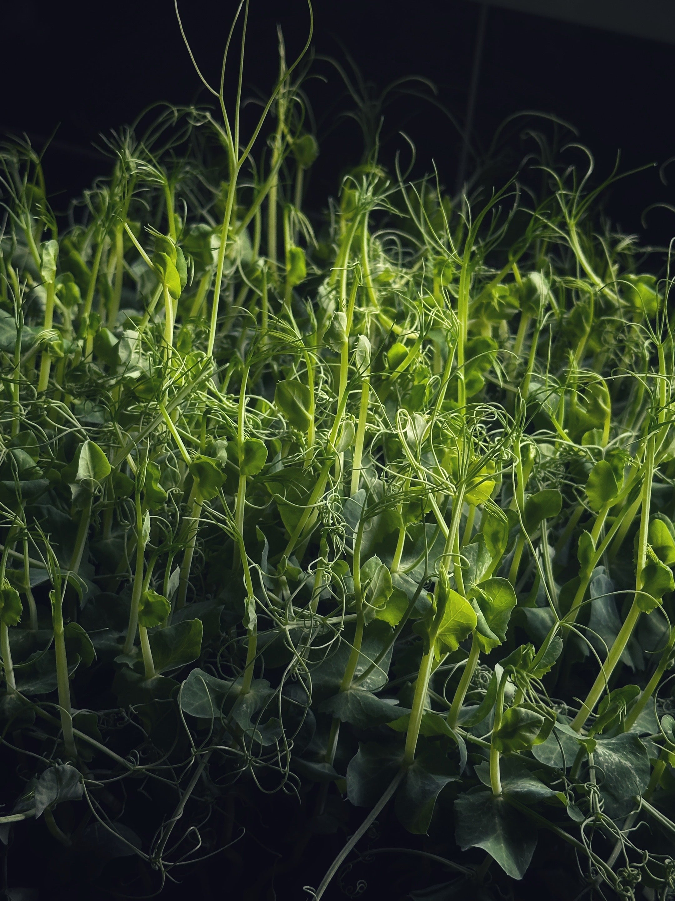 Micro-Garden: Pea Shoots
