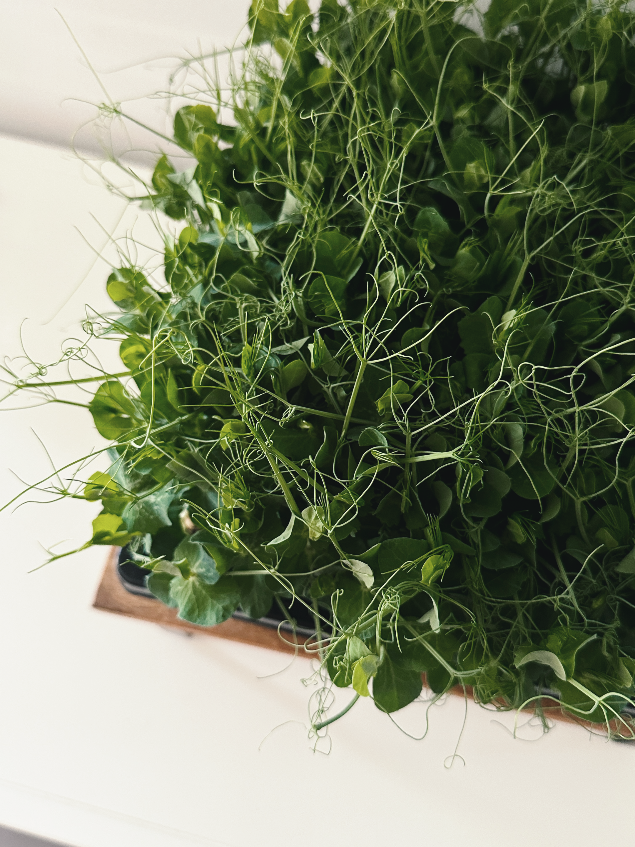 Micro-Garden: Pea Shoots