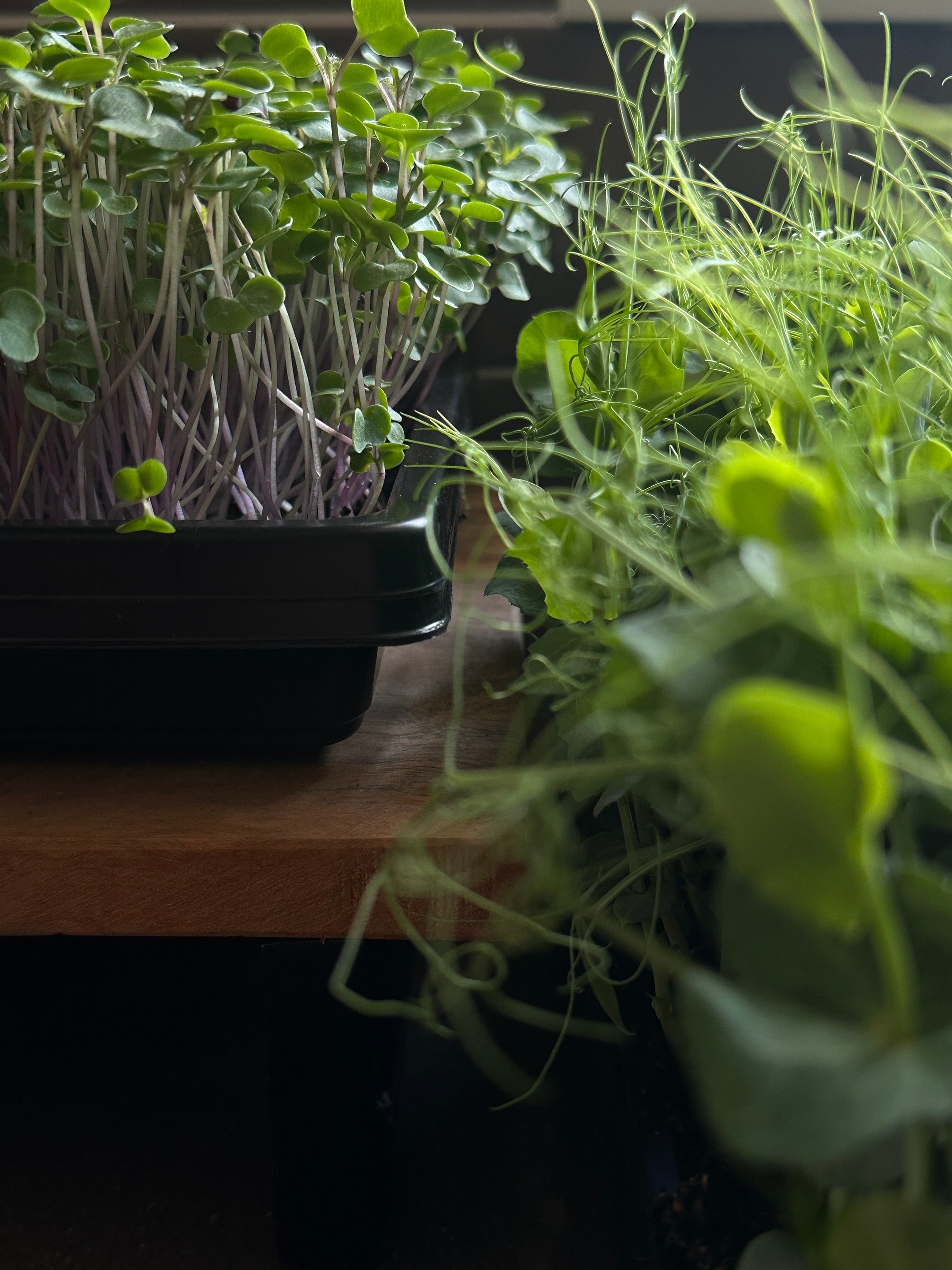 Micro-Garden: Pea Shoots