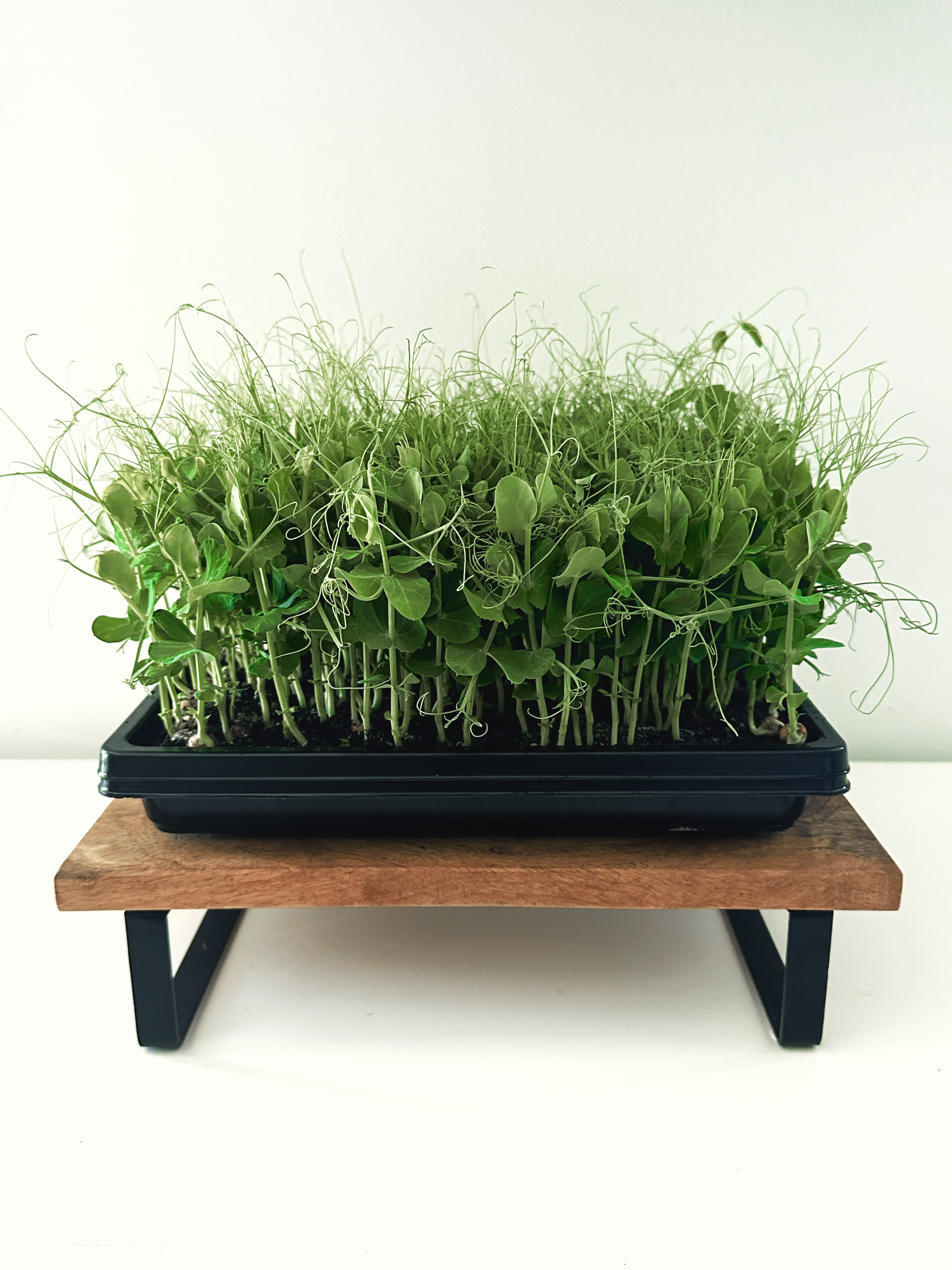 Micro-Garden: Pea Shoots