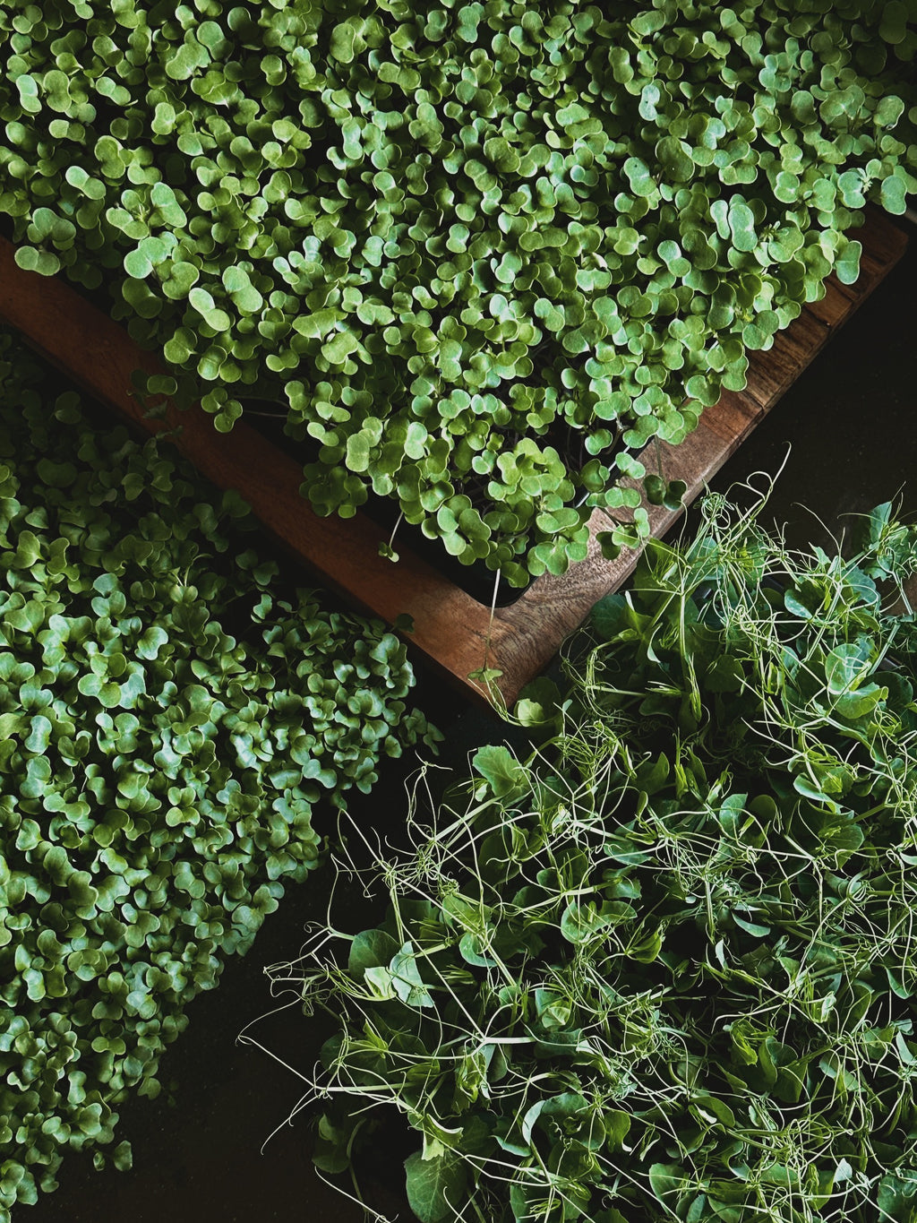 Micro-Garden: Pea Shoots