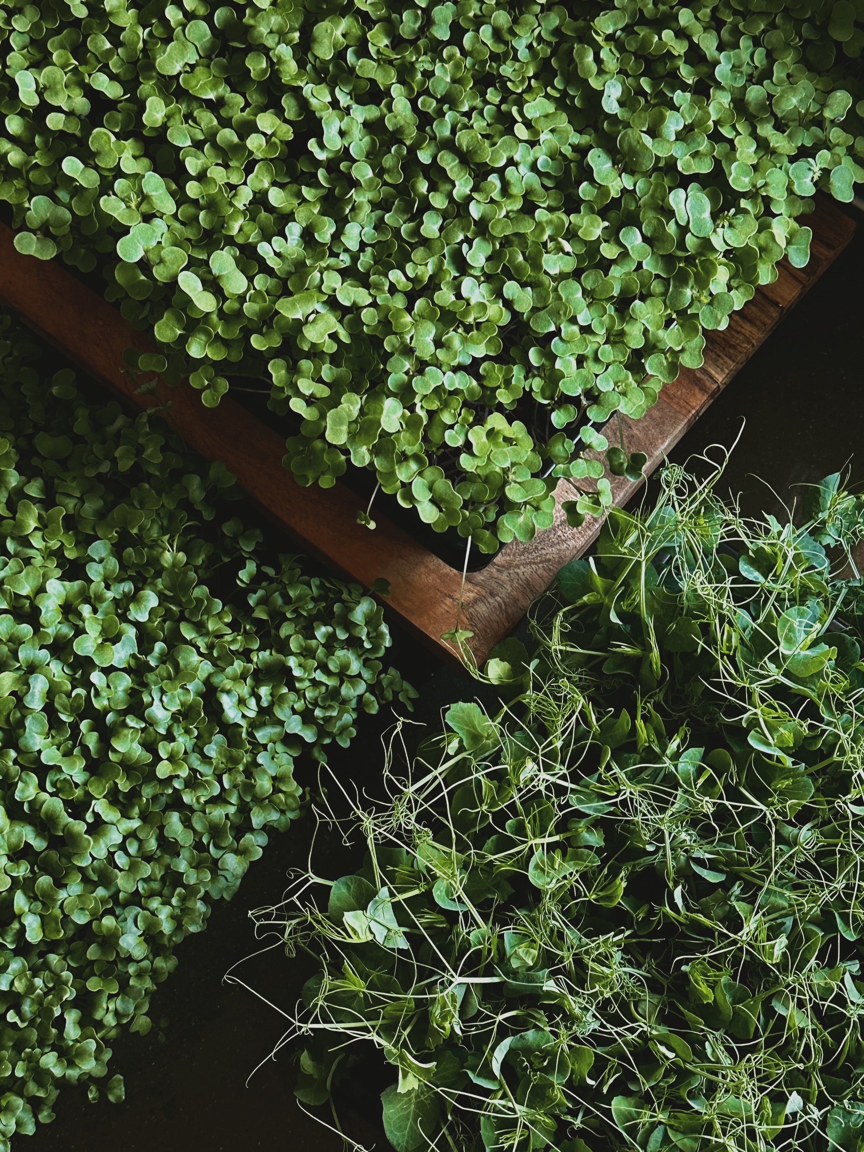 Micro-Garden: Pea Shoots