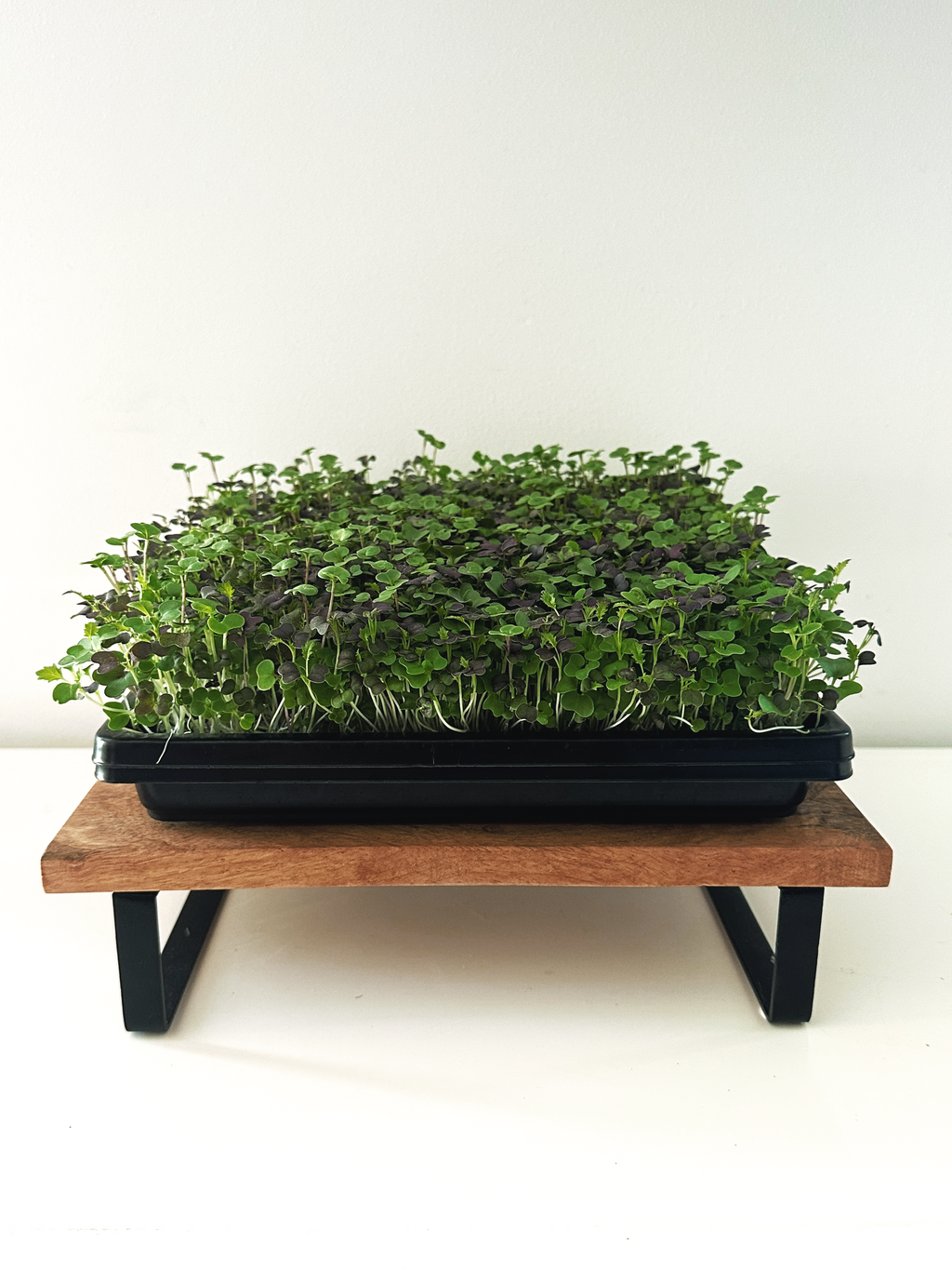 Micro-Garden: Spicy Selection