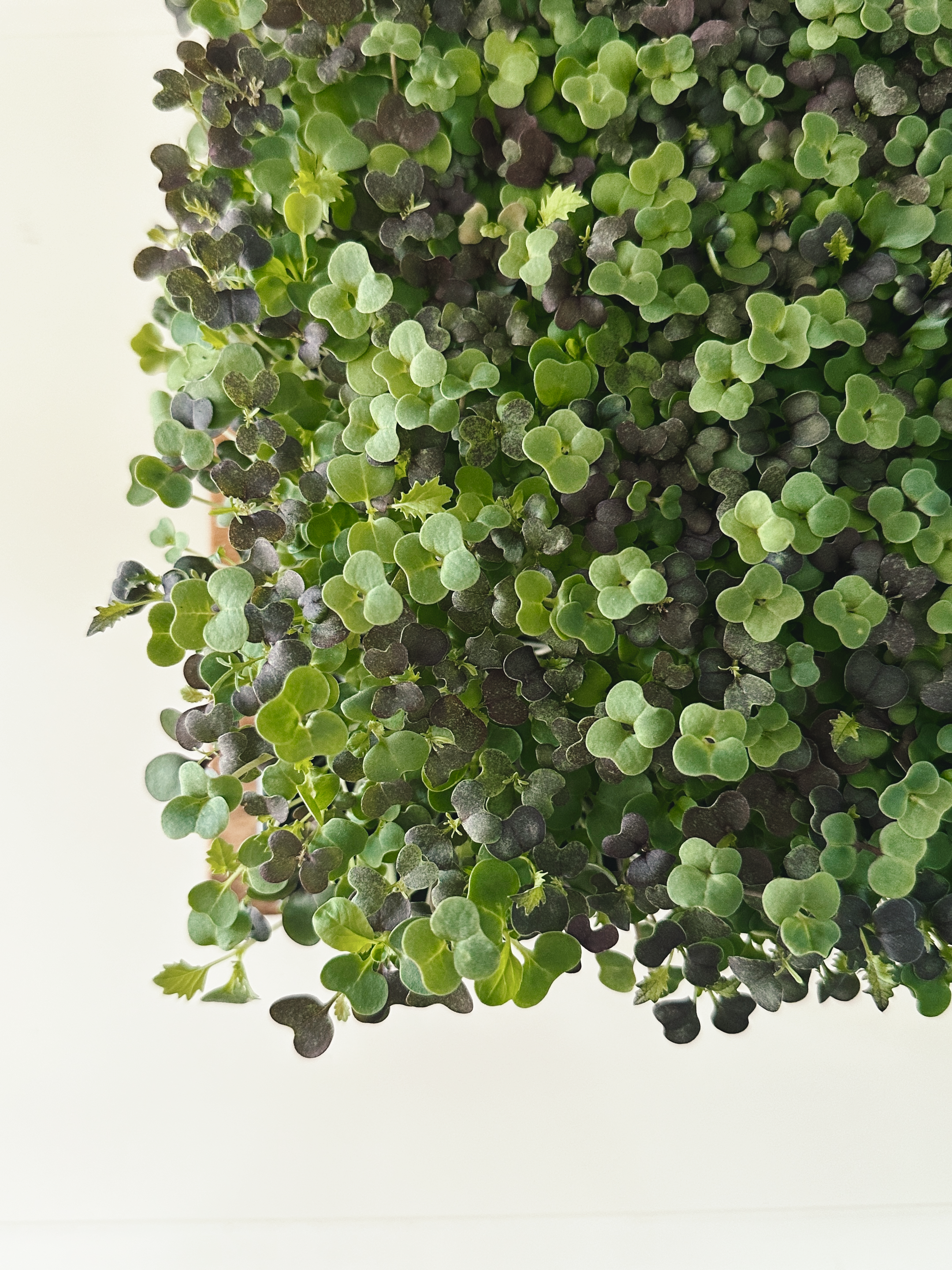 Micro-Garden: Spicy Selection