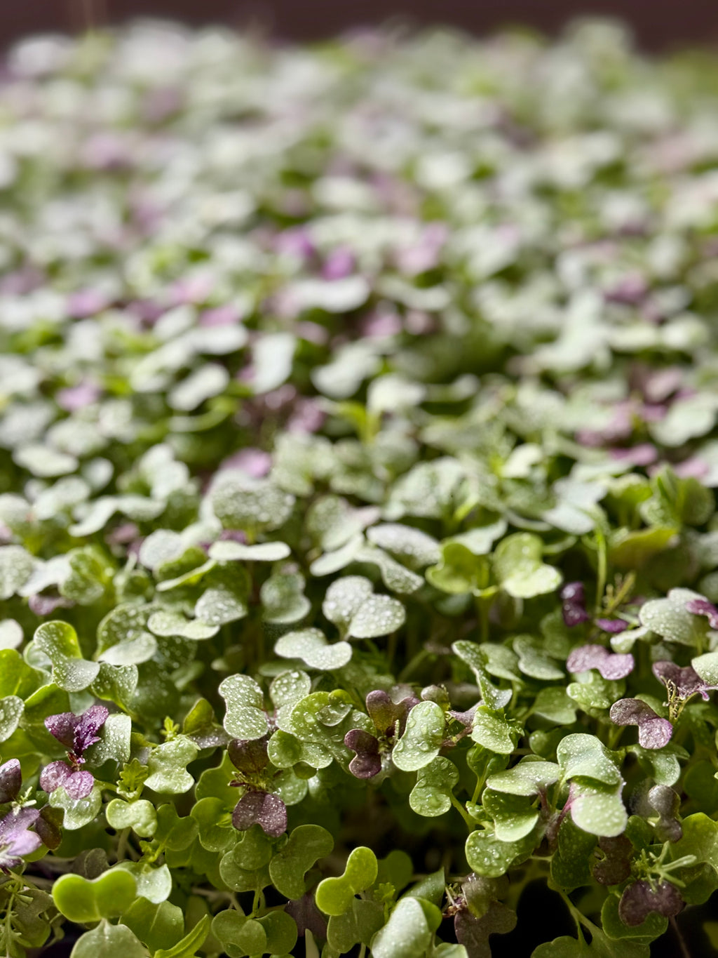 Micro-Garden: Essential Selection