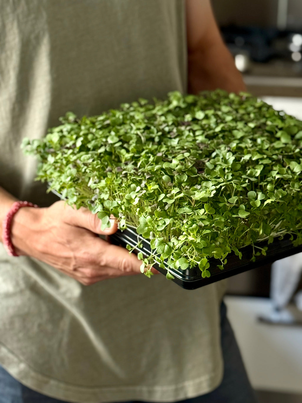 Micro-Garden: Spicy Selection