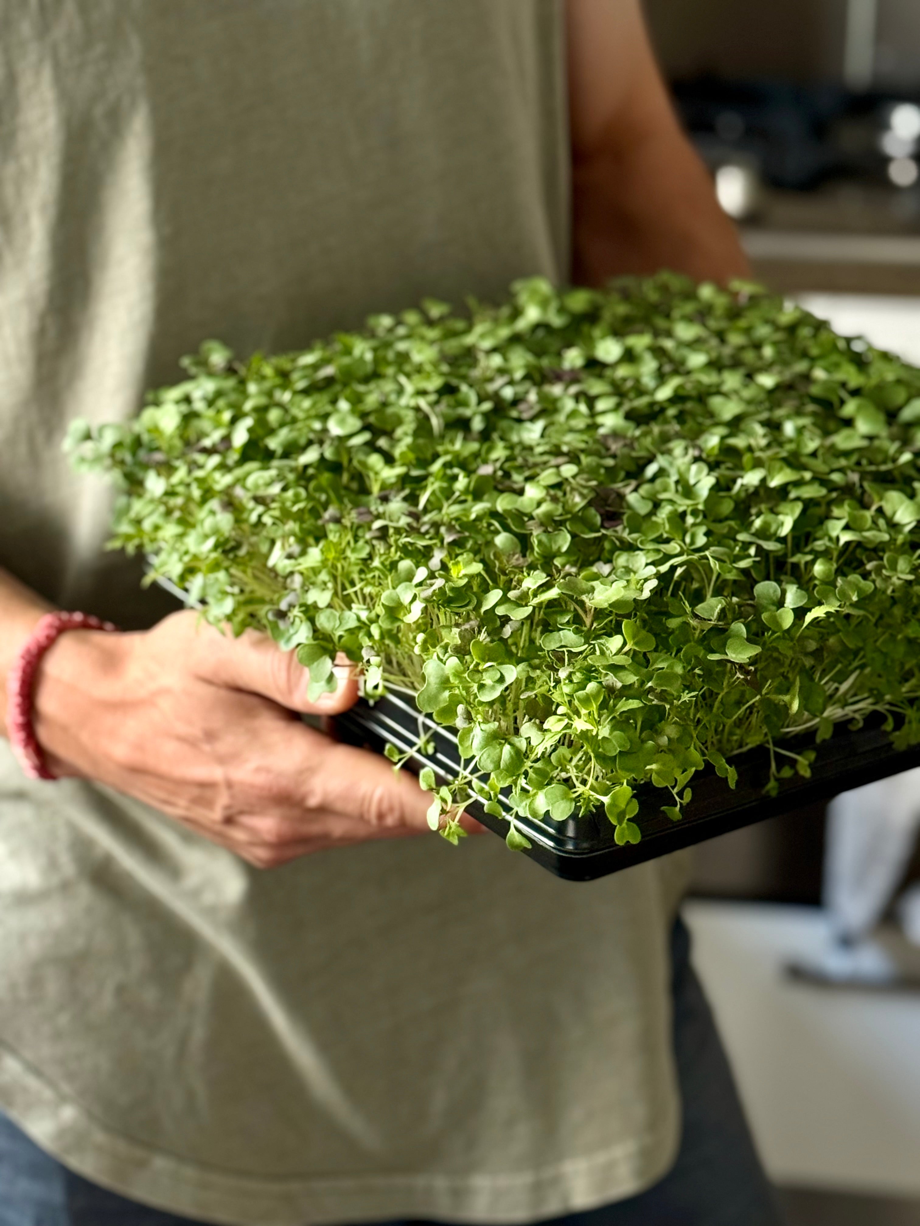 Micro-Garden: Broccoli