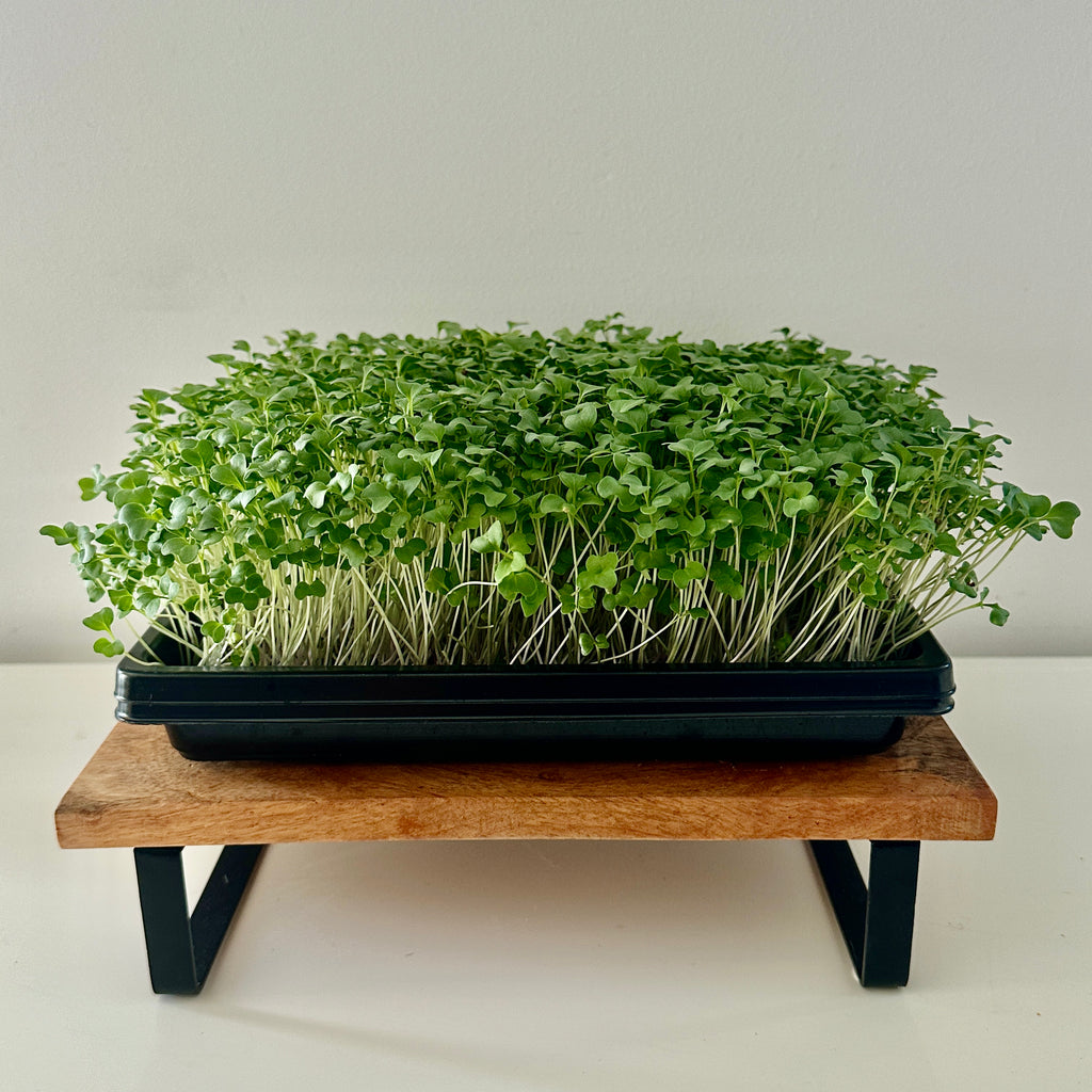 Micro-Garden: Broccoli