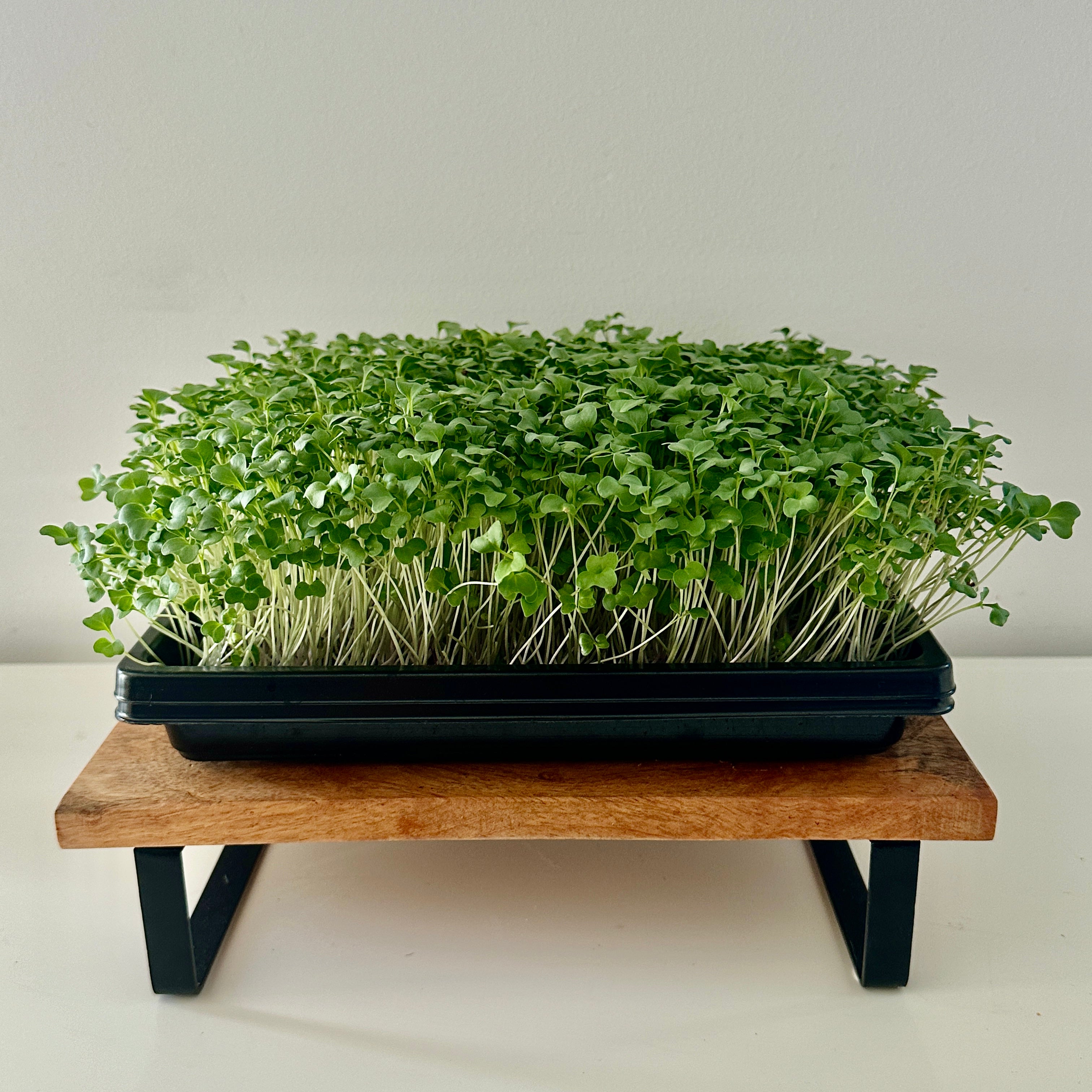 Micro-Garden: Broccoli