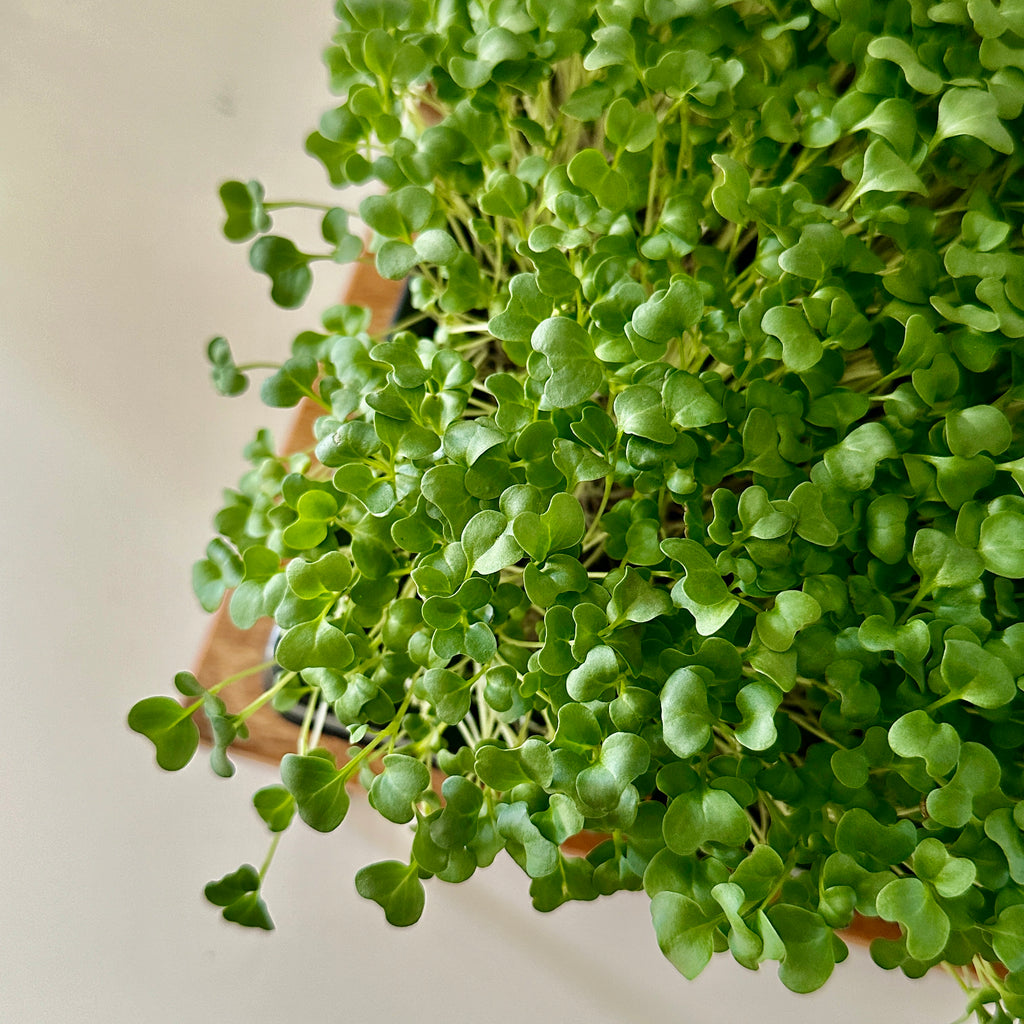 Micro-Garden: Broccoli